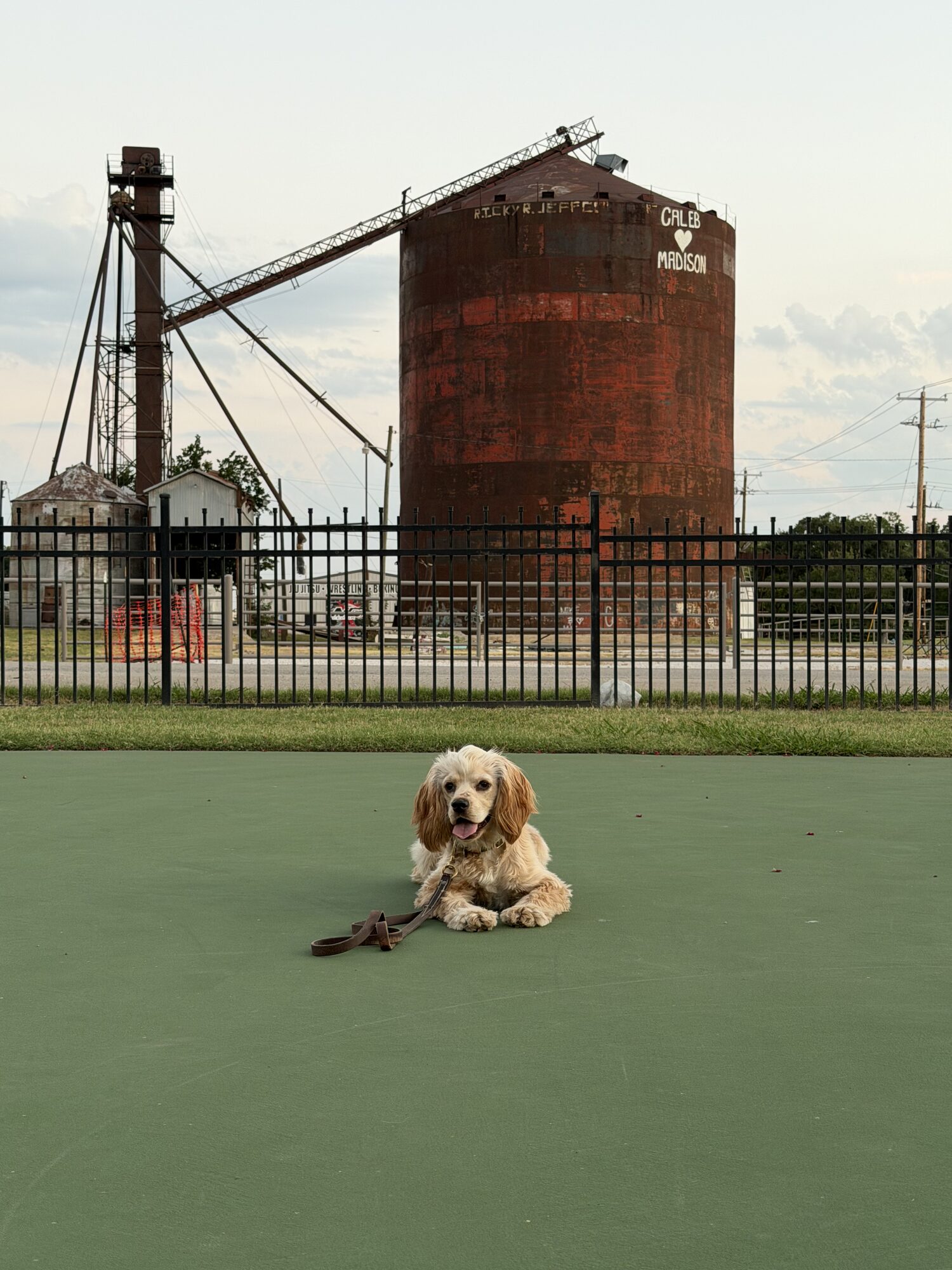 Trained Cocker Spaniel holding a calm down-stay off leash at a North Texas training field
